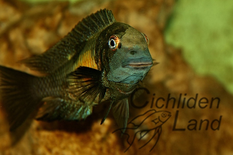 Tropheus moorii 'Kalambo Lodge' Kushangaza